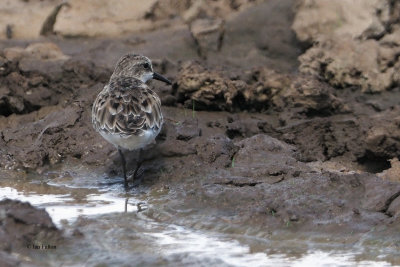 Little Stint, Tarangire NP