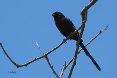 Magpie Shrike, Serengeti NP