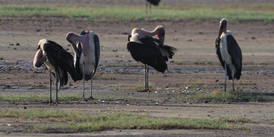 Marabou Stork, Lake Ndutu