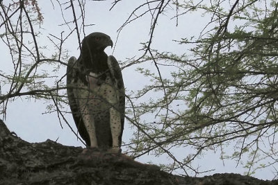 Martial Eagle, Tarangire NP