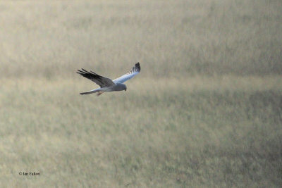 Montagu's Harrier, Tarangire NP