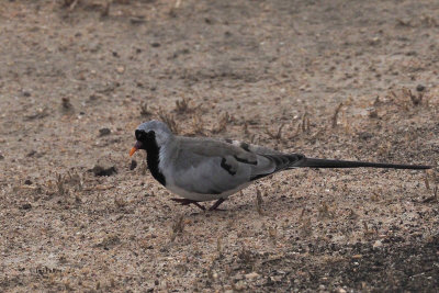 Namaqua Dove, Tarangire NP