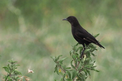 Northern Anteater Chat, Ngorongoro Crater