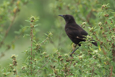 Northern Anteater Chat, Ngorongoro Crater