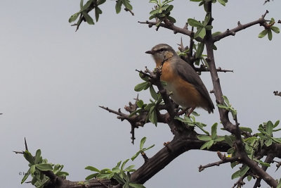 Northern Crombec, lark plains near Mount Meru