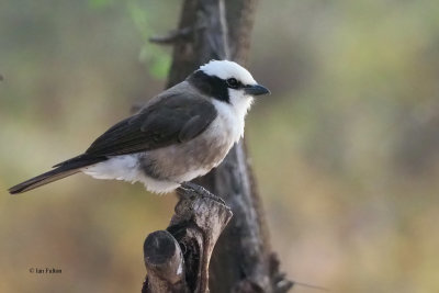 Northern White-crowned Shrike, Tarangire Safari Lodge