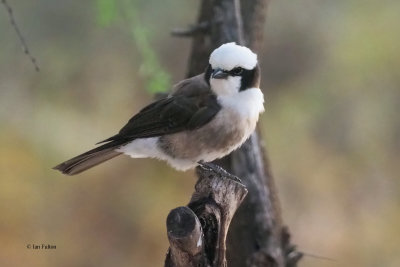 Northern White-crowned Shrike, Tarangire Safari Lodge