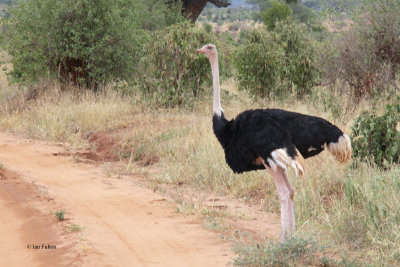 Ostrich, Tarangire NP