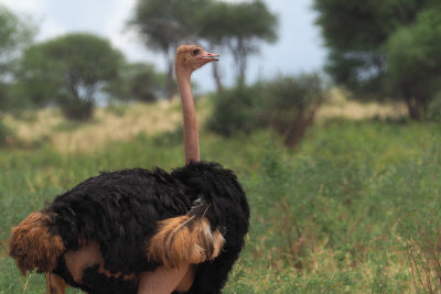 Ostrich, Tarangire NP