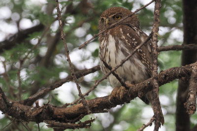 Pearl-spotted Owlet, Tarangire Safari Lodge