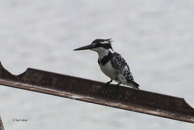 Pied Kingfisher, Lake Duluti-Arusha