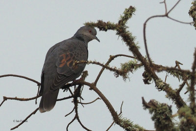 Rameron (or Olive) Pigeon, Ngorongoro carater rim