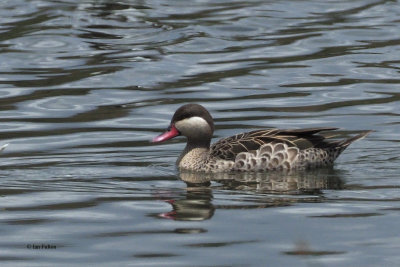 Red-billed Duck, Arusha NP