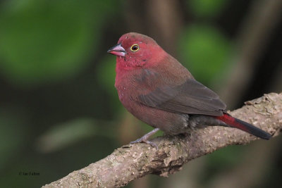 Red-billed Firefinch, Arusha NP