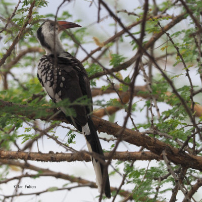 Red-billed Hornbill, Tarangire NP