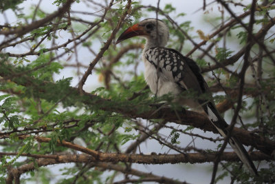 Red-billed Hornbill, Tarangire NP