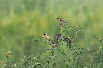 Red-billed Quelea, Lake Manyara