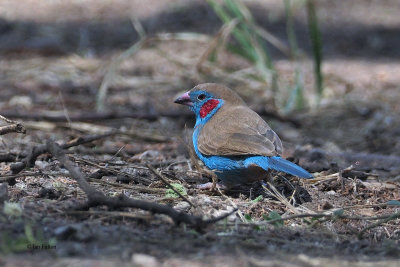 Red-cheeked Cordonbleu, Lake Manyara