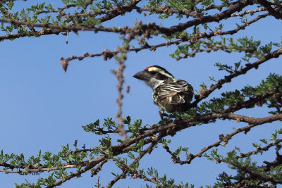 Red-fronted Barbet, Ndutu area