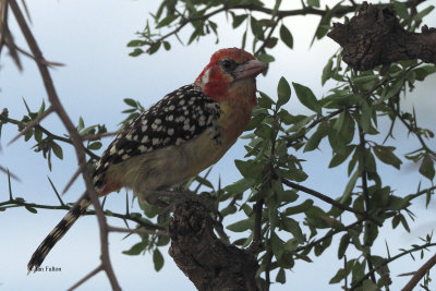 Red-and-yellow Barbet, Tarangire NP