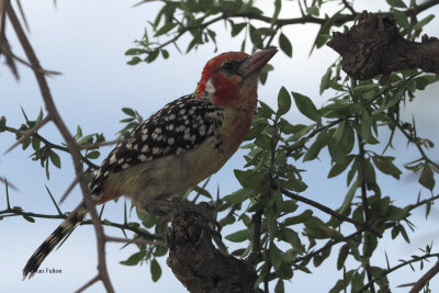 Red-and-yellow Barbet, Tarangire NP