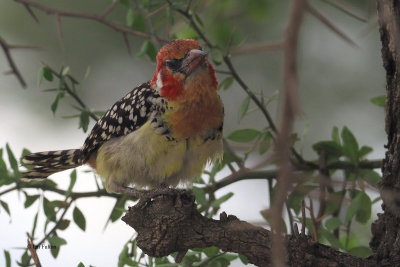 Red-and-yellow Barbet, Tarangire NP