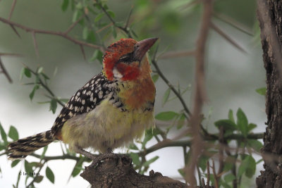 Red-and-yellow Barbet, Tarangire NP