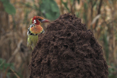 Red-and-yellow Barbet, Tarangire NP