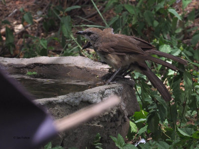 Ashy Starling, Tarangire NP