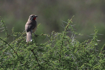 Rosy-patched Bushrike, lark plains near Mt Meru