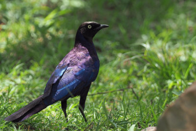 Ruppell's Long-tailed Starling, Serengeti NP