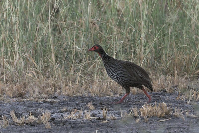 Red-necked Spurfowl, Tarangire NP