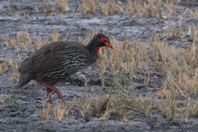 Red-necked Spurfowl, Tarangire NP