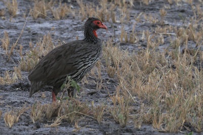 Red-necked Spurfowl, Tarangire NP