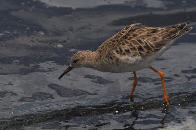 Ruff, Arusha NP