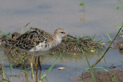 Ruff, Lake Manyara NP