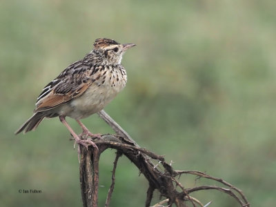 Rufous-naped Lark, Ndutu area