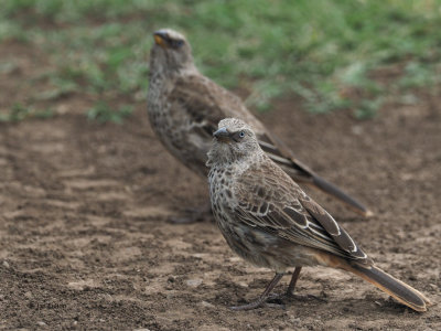 Rufous-tailed Weaver, Ngorongoro crater