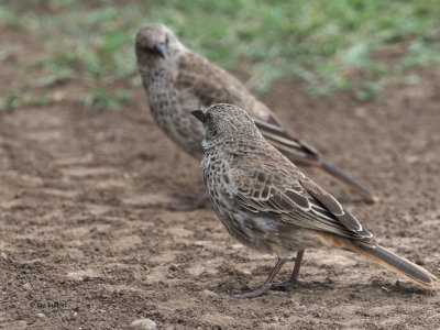 Rufous-tailed Weaver, Ngorongoro crater