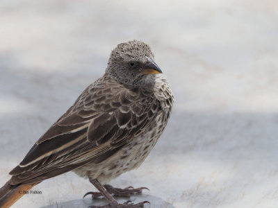 Rufous-tailed Weaver, Ndutu Safari Lodge garden