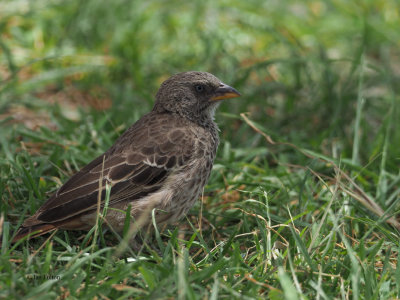 Rufous-tailed Weaver, Ndutu Safari Lodge garden