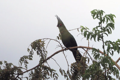 Schalow's Turaco, Ngorongoro crater rim