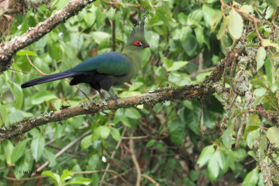 Schalow's Turaco, Ngorongoro crater rim