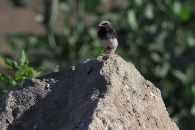 Schalow's Wheatear, Arusha