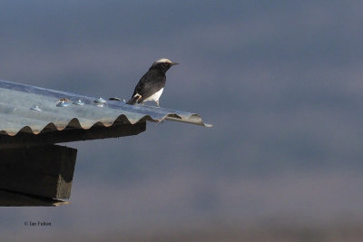 Schalow's Wheatear, Arusha