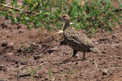 Shelley's Francolin, Ngorongoro conservation area