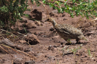 Shelley's Francolin, Ngorongoro conservation area