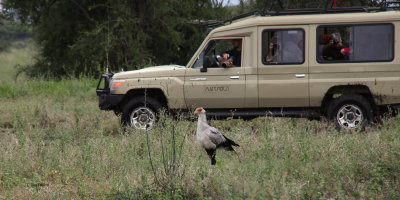 Secretary Bird, Ndutu area