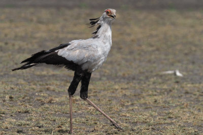 Secretary Bird, Ndutu area