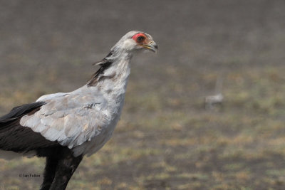 Secretary Bird, Ndutu area